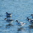 Avocettes élégantes